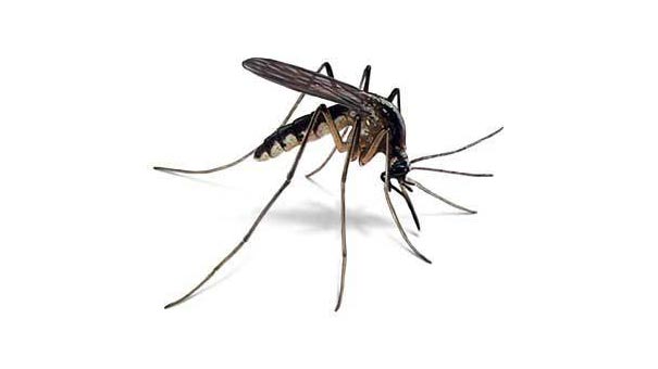 evitar picadura mosquito